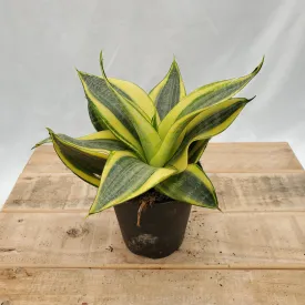 4" sansevieria hahnii